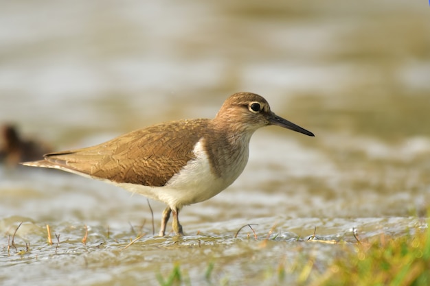 Common Redshank with nature