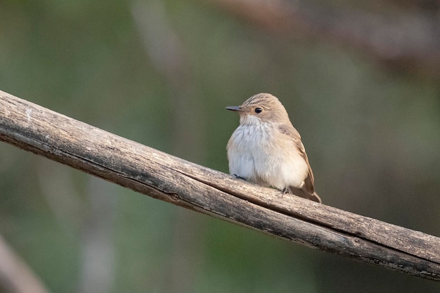 Common redstart (Phoenicurus phoenicurus) Cordoba, Spain