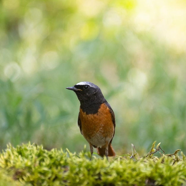 Common Redstart Phoenicurus phoenicurus is a songbird