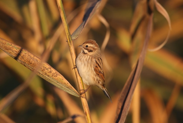 The common reed bunting Emberiza schoeniclus