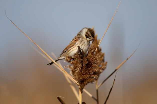 The common reed bunting Emberiza schoeniclus