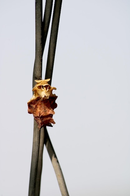 Common Rose Pupa Hungund Karnataka