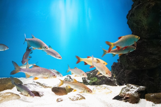 Common rudd and common roach in aquarium with stones and white sand in oceanarium