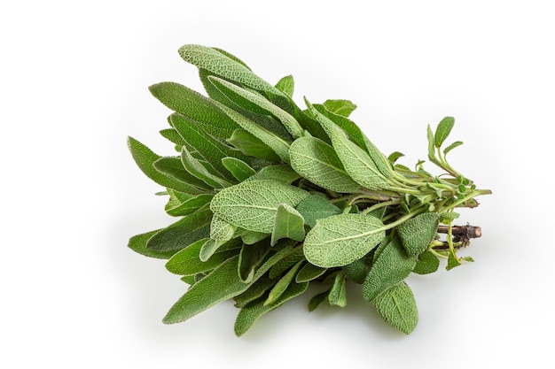 Common sage isolated on white background