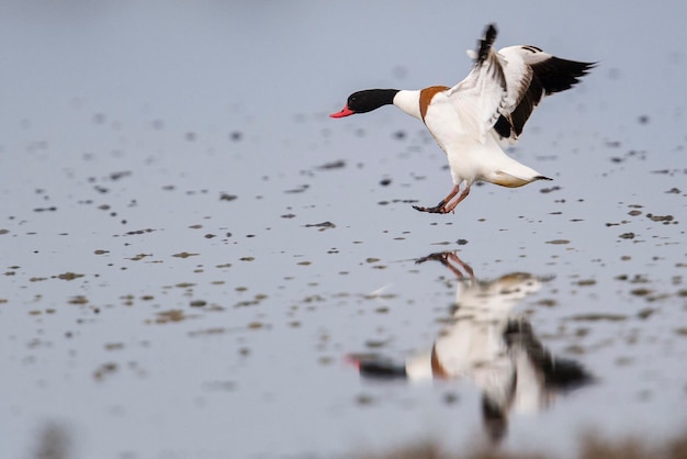 Common shelduck Tadorna tadorna Malaga Spain