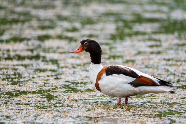 Common shelduck or Tadorna in the water