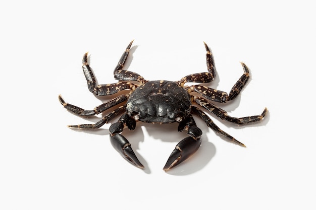 Common shore crab isolated on white. Carcinus maenas