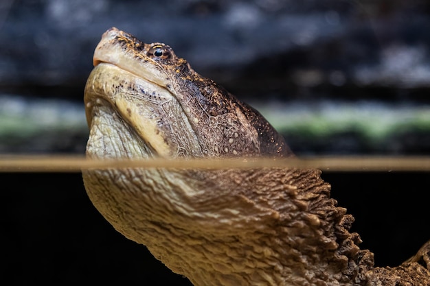 Common snapping turtle Reptile and reptiles Amphibian and Amphibians Tropical fauna Wildlife and zoology