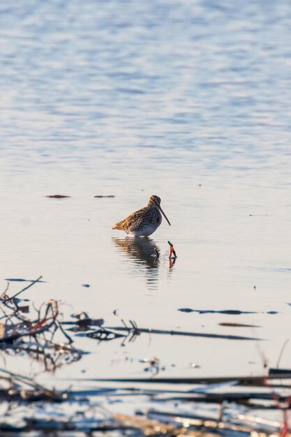 Common Snipe (Gallinago gallinago) Bird in Water