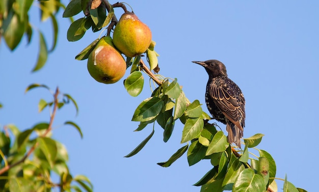 Common starling Sturnus vulgaris An adult bird sits on a pear branch and looks at the ripe fruits