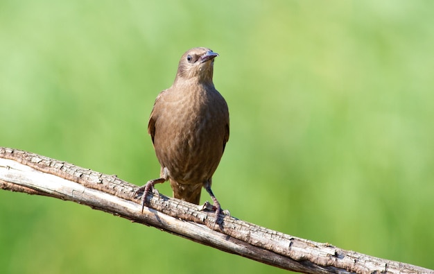 Common starling Sturnus vulgaris A young bird in the morning sits on an old dry branch