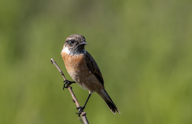 Common Stonechat on dry branch Animal Portrait