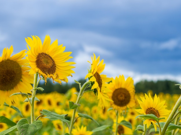 Common sunflower Helianthus annuus field farming concept sunflower seeds