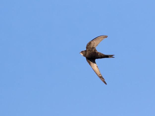 Photo common swift apus apus a bird flies against a blue sky