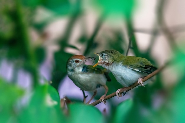 Common tailorbird is feeding a chick