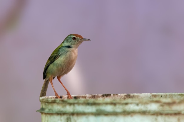 Common tailorbird is sitting on a bucket