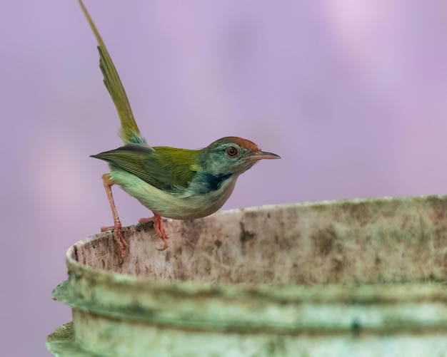 Common tailorbird is sitting on a bucket