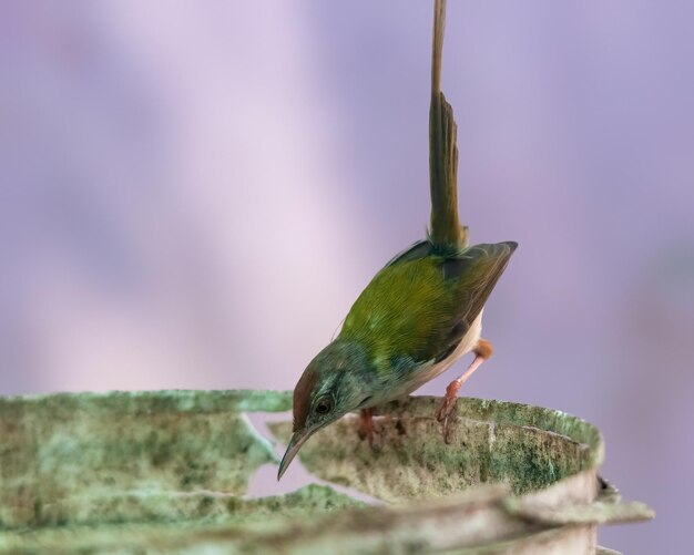 Common tailorbird is sitting on a bucket