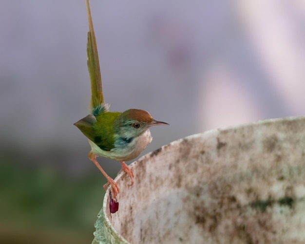 Common tailorbird is sitting on a bucket