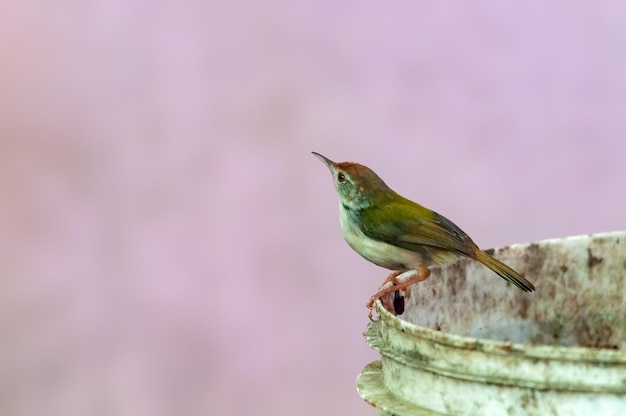 Common tailorbird is sitting on a bucket