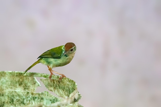 Common tailorbird is sitting on a bucket