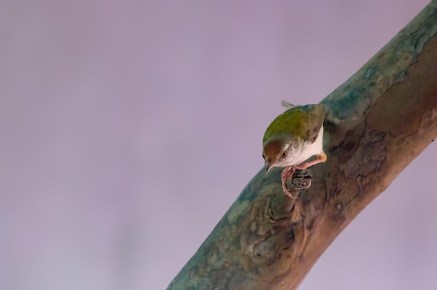 Common tailorbird is sitting on a perch