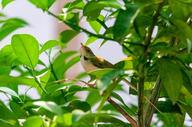 Common tailorbird is sitting on a tree branch