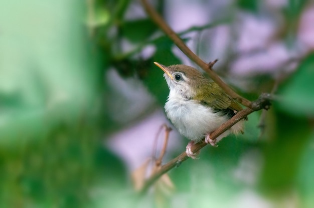 Common tailorbird is sitting on a tree perch