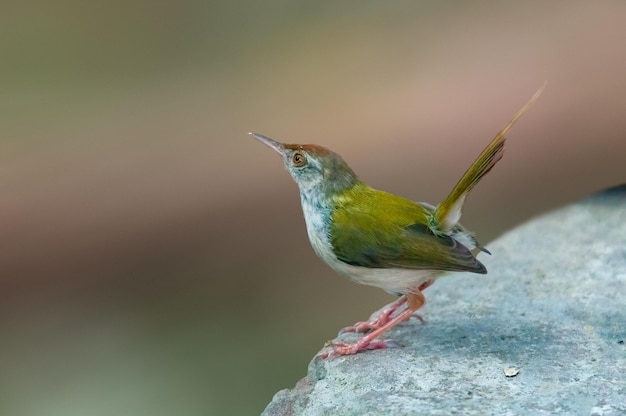 Common tailorbird is sitting on a wall