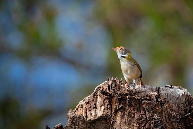 The common tailorbird Orthotomus sutorius is a songbird found across tropical Asia