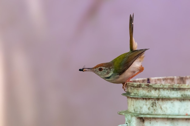 Common tailorbird with housefly in its beak