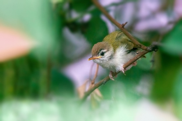 Common tailorbirds chick is taking stretch on a tree branch