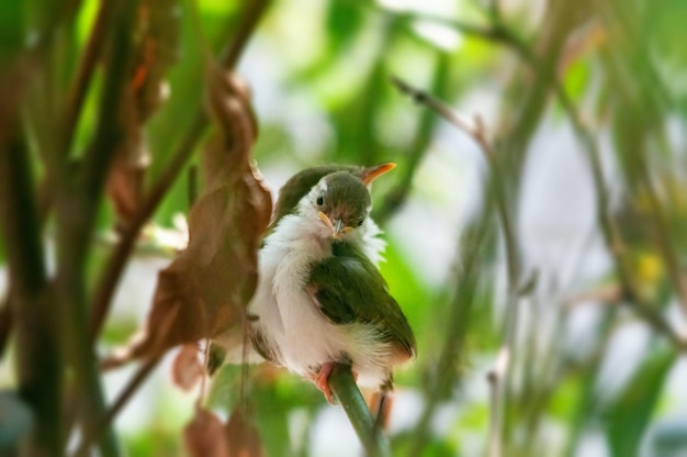 Common tailorbirds chicks sitting on a tree waiting for food