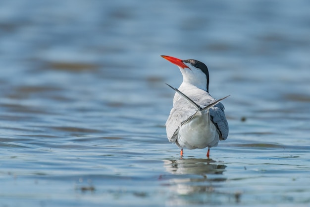 Common tern in natural habitat sterna hirundo