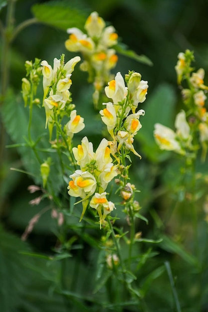 Common toadflax Linaria vulgaris in the natural environment of growth