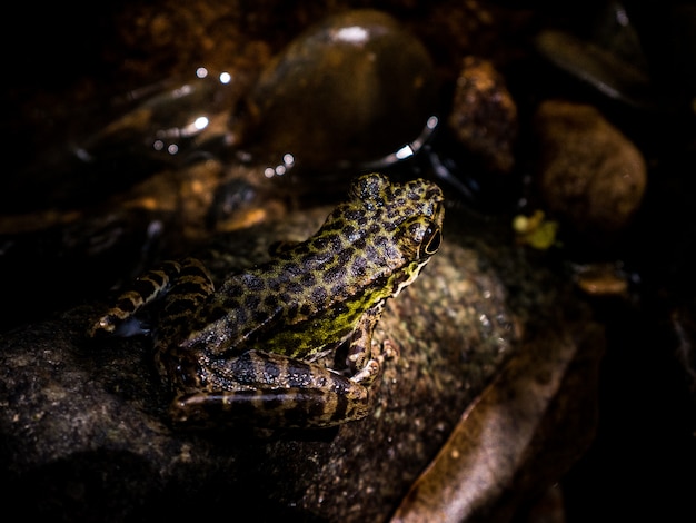 Common Tree Frog or Golden Tree Frog on rock near mountain stream creek water flowing in a forest.