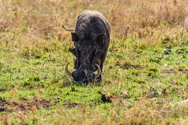 Common warthog Phacochoerus africanus at the Serengeti national park Tanzania Wildlife photo