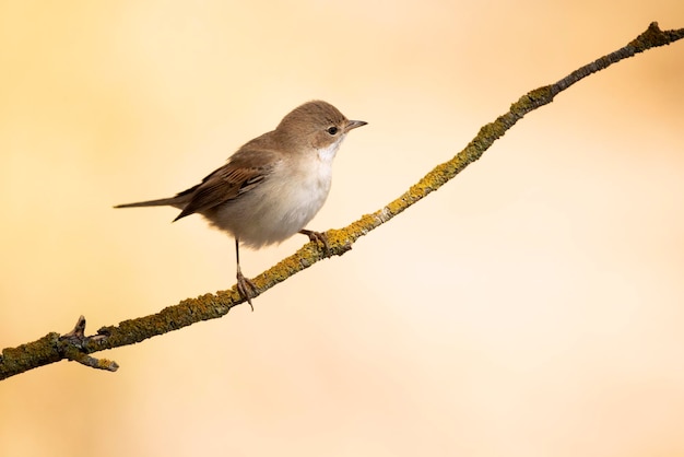 Common whitethroat on a branch of a hawthorn thicket in its territory with the first light of dawn