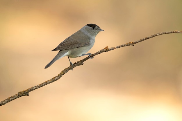 Common whitethroat male on a branch within a Mediterranean forest with the first lights