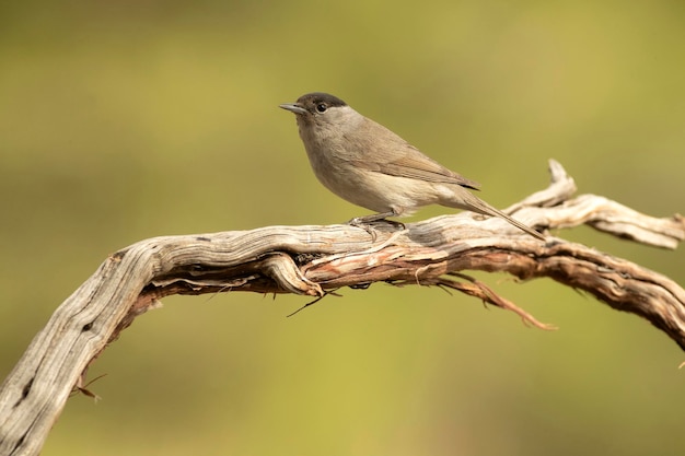 Common whitethroat male in a Mediterranean forest with the last light of a spring day