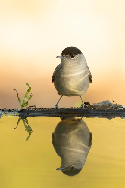 Common whitethroat male at a natural water point in an oak and pine forest with the last lights