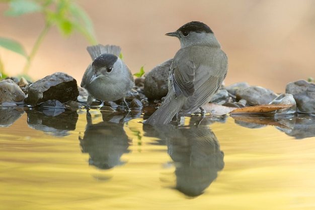 Common whitethroat male at a natural water point in an oak and pine forest with the last lights