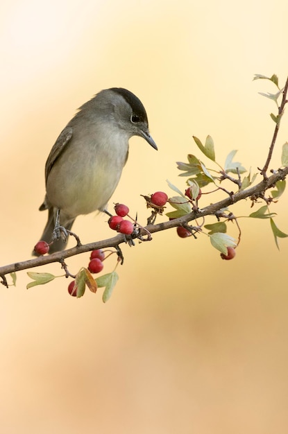 Common whitethroat male on a perch in a Mediterranean forest with the first light of an autumn day