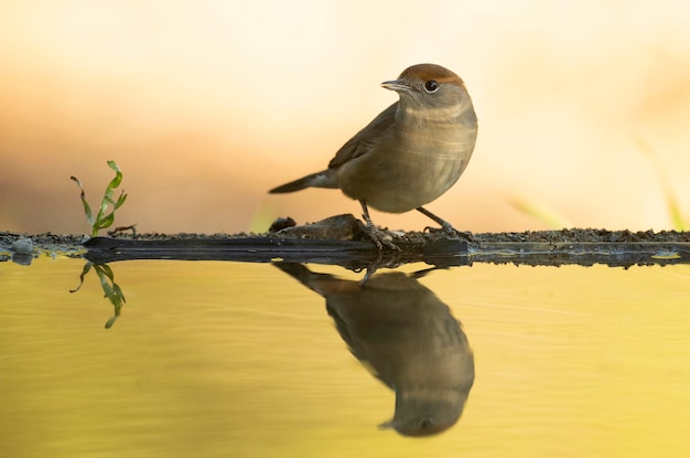 Common whitethroat at a natural water point in an oak and pine forest with the last lights