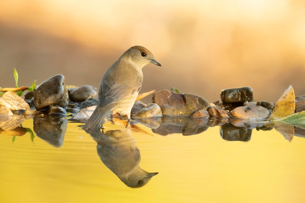 Common whitethroat at a natural water point in an oak and pine forest with the last lights