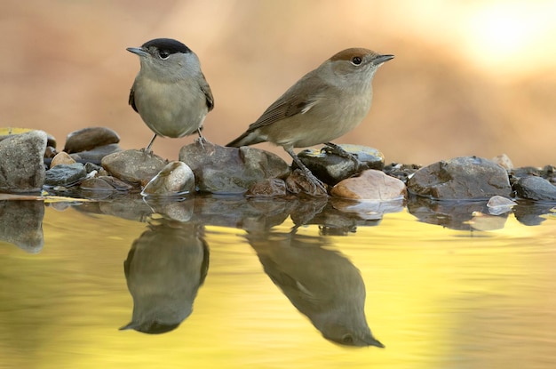 Common whitethroat at a natural water point in an oak and pine forest with the last lights