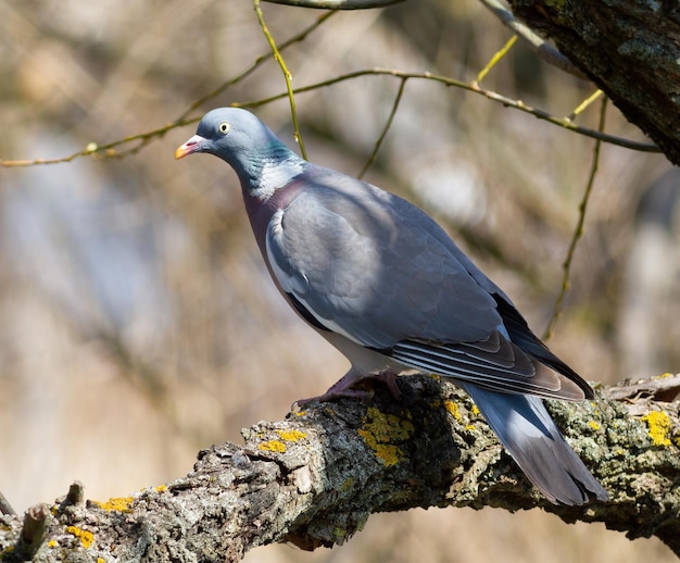 Common wood pigeon Columba palumbus A bird sits on a thick branch