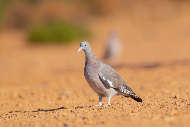 Common wood pigeon (Columba palumbus) Toledo, Spain