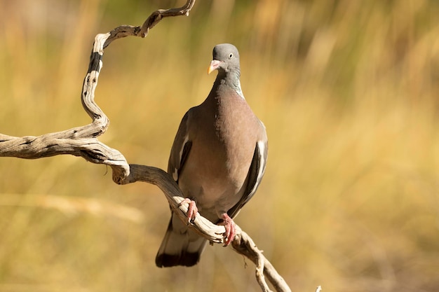 Common woodpigeon with the last lights of the afternoon in a natural water point