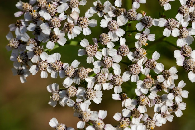 Common yarrow Achillea millefolium white flowers close up floral background green leaves